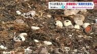 「なすすべがない」店頭からウニが消える…深刻な赤潮被害　関係者から