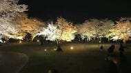桜の名所「尾関山公園」　満開のピークは過ぎたものの今後は桜吹雪が楽しめる