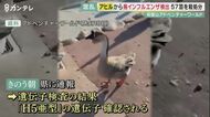 アヒルから“鳥インフルエンザ”　和歌山アドベンチャーワールド　エミューも殺処分　【和歌山】