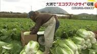 鍋料理に欠かせない！愛媛一の産地・大洲市で「エコラブハクサイ」収穫ピーク「近年にない出来」【愛媛】