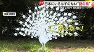 日本にいるはずのない“謎の鳥”…中国原産の外来種「ハッカン」か　声はフクロウ・見た目はクジャク　宮崎・西都市