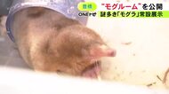 生態に多くの謎…生きたモグラを観察できる西日本唯一の常設展示「モグルーム」のんほいパークで公開