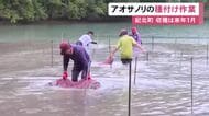網に胞子を付着させる…三重県紀北町で特産『アオサノリ』の種付け作業 順調に育てば来年1月初旬頃から収穫