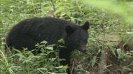 頭にクマの爪痕…猟友会員の男性死亡　わなにかかった約130㎝の成獣に襲われる　ワイヤーにつながるも動ける状況