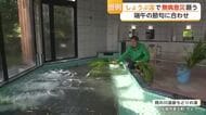 佐賀市の温泉施設”しょうぶ湯”で無病息災願う 端午の節句に合わせ【佐賀県】