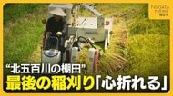 「心折れた…」イノシシ被害大きくコメ作り断念…絶景“北五百川の棚田”で最後の稲刈り　400年の歴史に幕下ろす　新潟・三条市