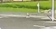 防犯カメラが捉えた「断層隆起」の瞬間　広島大学教授が現地調査　「学校に断層面」専門家も驚き　熊本地震