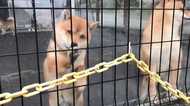 息ぴったりの「高速の柴パンチ」を繰り出す! 柴犬たちの可愛さに釘づけ