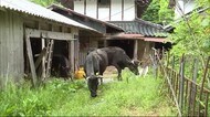 初夏の県北 牛の放牧