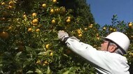 義父の畑を引き継いだIターン農家も収穫の喜び 益田市美都町特産ユズの収穫最盛期(島根県)