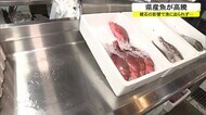 軽石問題 魚の仕入れ・価格にも影響 コロナ禍で奮闘する飲食店にも暗い影
