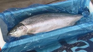 イカ王子も注目!水揚げが低迷する水産業界で養殖トラウトサーモンが新たな希望に【岩手発】