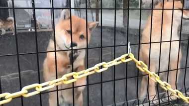 息ぴったりの「高速の柴パンチ」を繰り出す! 柴犬たちの可愛さに釘づけ