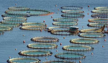 魚農業市場は2027年までに3780億ドルに達すると推定されています