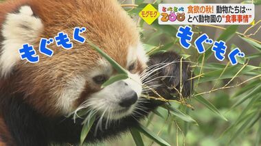1日の食事代は12万円…食欲いっぱいの動物たち 動物園の「台所」に潜入【愛媛発】