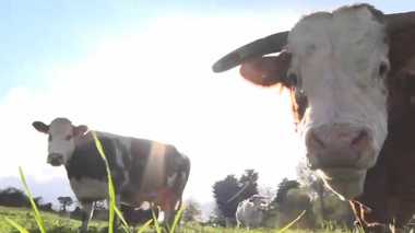 牛のゲップに含まれる温室効果ガスは豚の6倍以上!? 牛肉と地球温暖化の微妙な関係