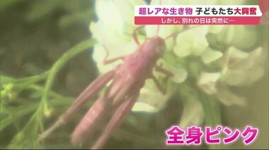 幸せ運ぶ?「ピンクのバッタ」を発見