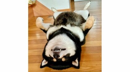 「安心しているんだね」ピシーッと整ったヘソ天姿で寝る柴犬が無防備すぎる…どれくらい爆睡していたのか聞いた