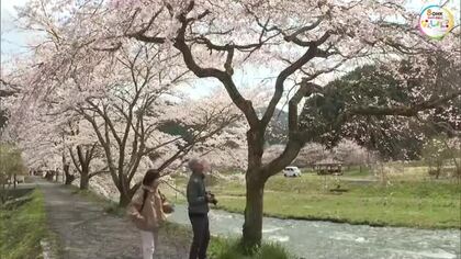 約６００メートル続く桜並木　出雲街道の宿場町の風情に華を添える「美甘宿場桜」が満開【岡山・真庭市】