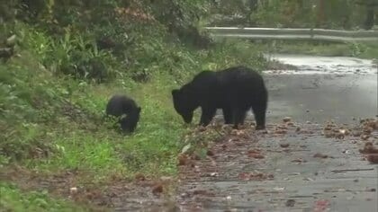 用水路の確認中、50代男性がクマに襲われけが　秋田・大仙市