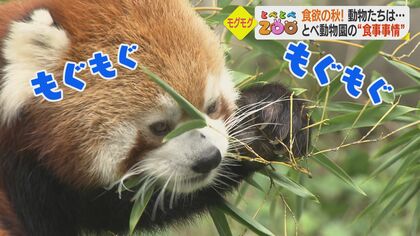 1日の食事代は12万円…食欲いっぱいの動物たち　動物園の「台所」に潜入【愛媛発】
