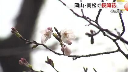 桜前線が一気に到達…岡山市・津山市・高松市で相次ぎ桜開花　各地でイベント開催へ【岡山・香川】