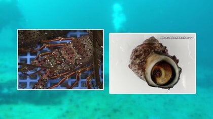 東北で伊勢エビ大豊漁水揚げ14倍に…千葉北限のサザエも　暖流で生息地変化も黒潮蛇行終了で今後親潮の影響は？