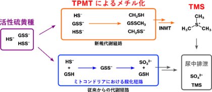 体内の有害な活性硫黄を無毒化・排出する二重制御機構を解明―メチル化と酸化による“二重制御”が生体を防御する仕組み―