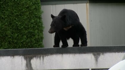 冬眠明けで激やせ・空腹…巨大グマの目撃情報早くも相次ぐ　ベテラン猟師「においするぞ」　撃退グッズも販売