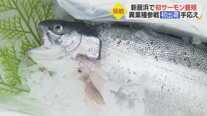 ミカンの風味広がる「養殖サーモン」初出荷　異業種からの挑戦　”地域の特産”目指す【愛媛発】