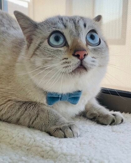 「これは何だい？」キャットタワーを初めて見た元野良猫が驚きで目がまん丸に…今は慣れたのか飼い主に聞いてみた