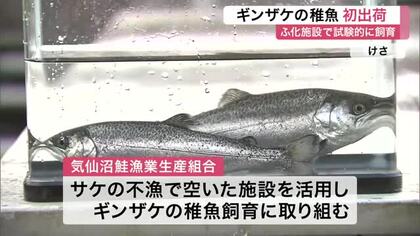 サケ不漁の気仙沼 ギンザケ稚魚飼育し初出荷　水温の課題で大半がサイズ不足も事業化検討へ〈宮城〉