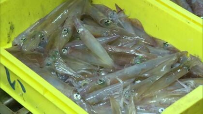【イカの町に活気戻るか】3週間ぶりスルメイカ漁再開！観光地も賑わう一方で強風・シケで出漁は限定的 特例の「資源調査」と定置網漁のジレンマで今後の価格に不安の声〈函館市〉