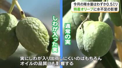 「雨降って」記録的少雨が小豆島産のオリーブに打撃　農家が悩む実のしわ、オイルの品質への影響【香川】