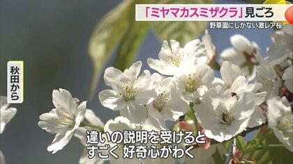 激レア！ 世界中で唯一の「ミヤマカスミザクラ」見ごろ 花びらの先が