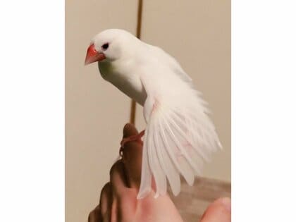 文鳥スキー　様 花嫁さんみたい」文鳥がスサーと広げた羽が“シルクの