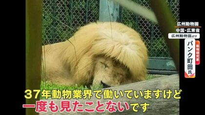 ライオンが“前髪パッツン”…誰かが切った? 動物園側はカット全否定