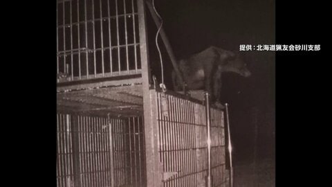 おりに入らず「箱わな」の危険を学習か…熊に異変　今年は「より凶暴化」の声も…牙がボロボロになるまで暴れる　温泉旅館や大学にも“熊出没”