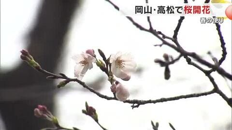 桜前線が一気に到達…岡山市・津山市・高松市で相次ぎ桜開花　各地でイベント開催へ【岡山・香川】