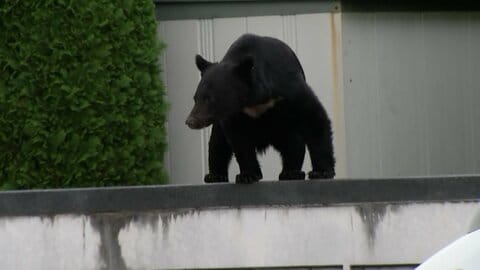 冬眠明けで激やせ・空腹…巨大グマの目撃情報早くも相次ぐ　ベテラン猟師「においするぞ」　撃退グッズも販売