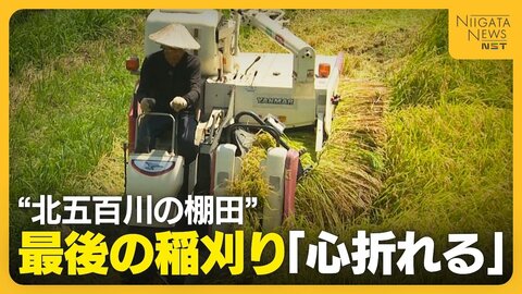 「心折れた」コメ作り断念の理由は“イノシシ”…絶景“北五百川の棚田”で最後の稲刈り　400年の歴史に幕下ろす　新潟・三条市