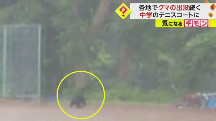 茂みの方に向かうクマ