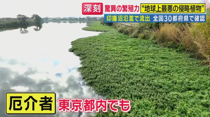 都内でも(関西テレビ「旬感LIVE とれたてっ!」より)