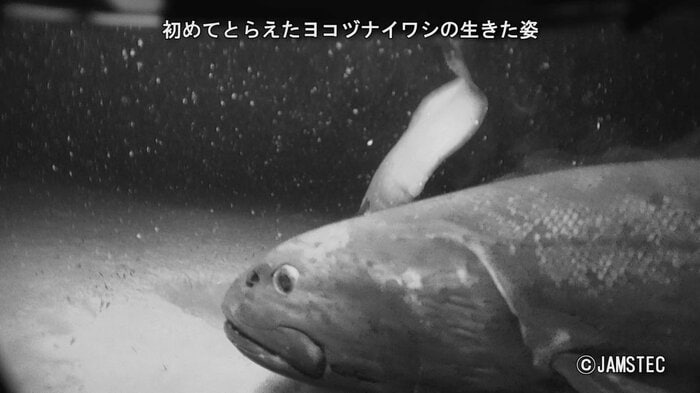 ヨコヅナイワシの生きた姿 提供:JAMSTEC