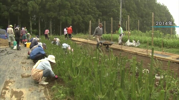 マツの苗木を育てる準備をしていた2014年