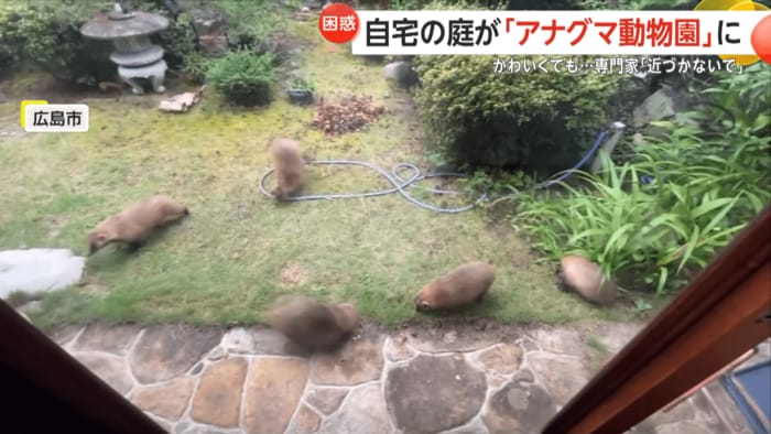 自由に駆け回ったり、じゃれ合ったりするアナグマたち(視聴者撮影)