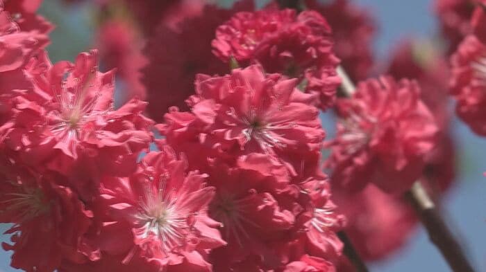 勝原のハナモモ