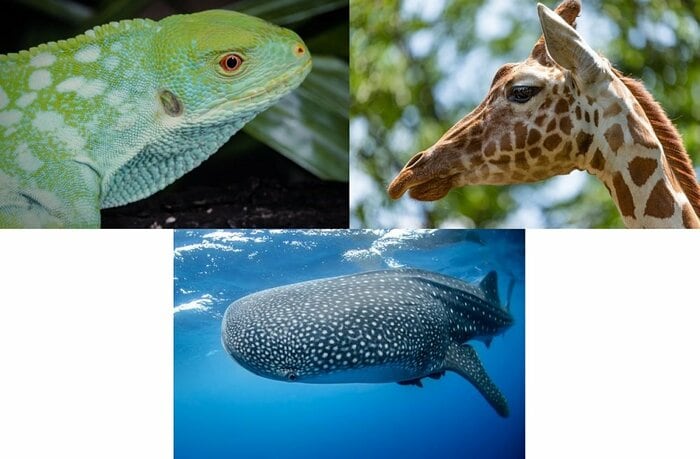 デザインの元となった絶滅危惧種たち