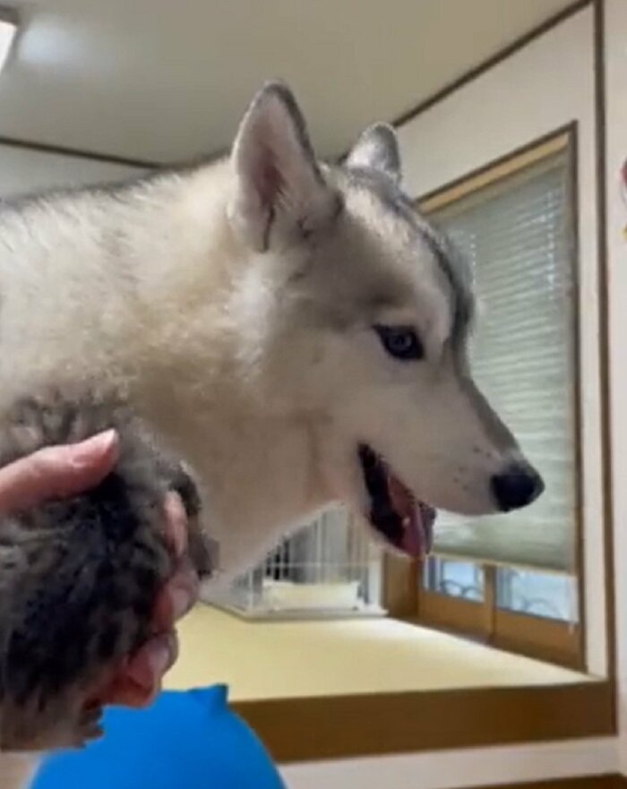 横目でチラチラと子猫を様子見している