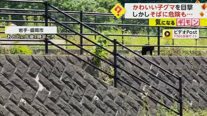 子グマが歩道を走っている